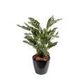 Maranta Artificielle Calathea Makoyana*40f