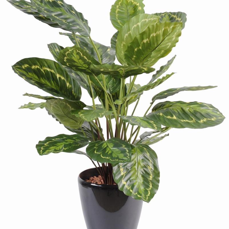 Calathea Artificiel Roseopicta