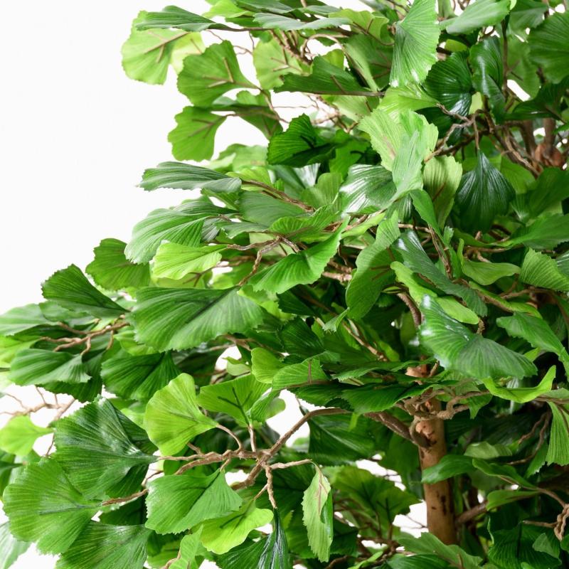 Ginkgobiloba Artificiel Root