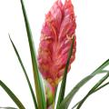 Tillandsia Artificiel Bulbosa