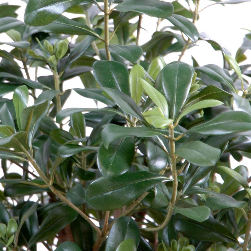 Pittosporum Artificiel Buisson