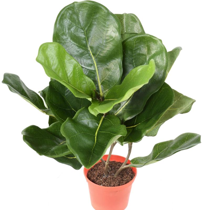 Lyrata Artificiel Pot