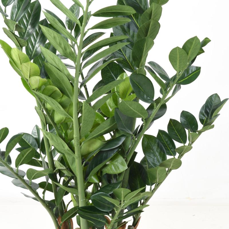 Zamia Artificiel 110