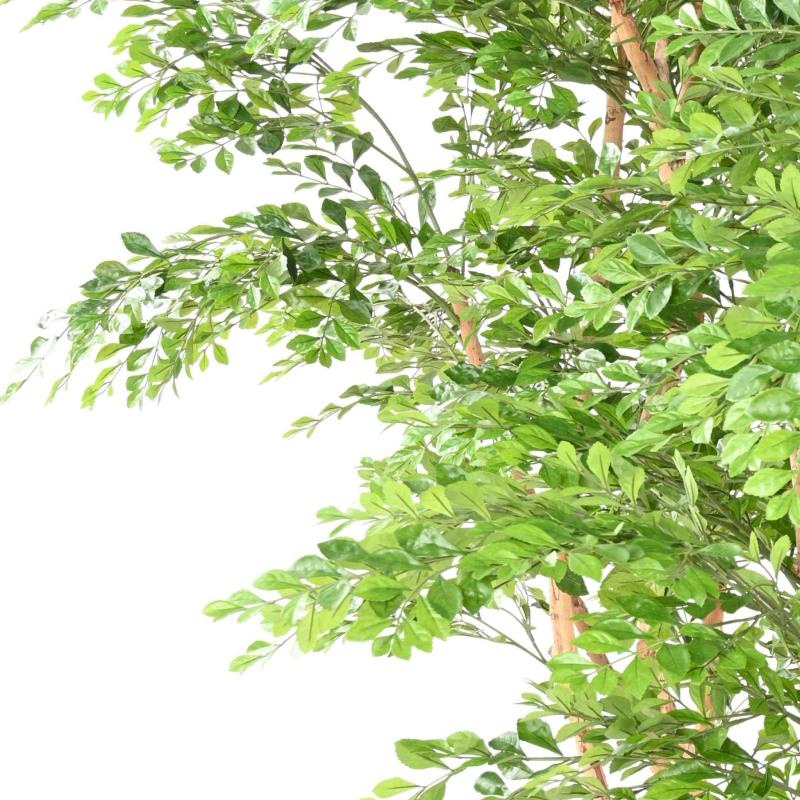 Acacia Artificiel
