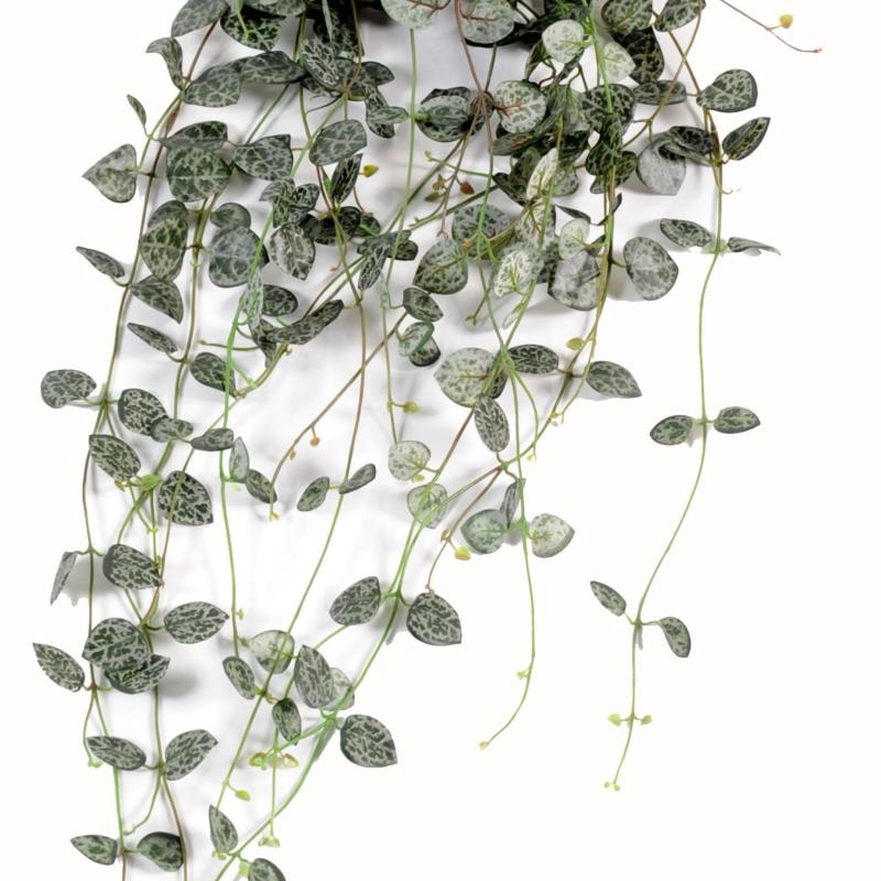 Ceropegia Artificiel Chaine Des Coeurs
