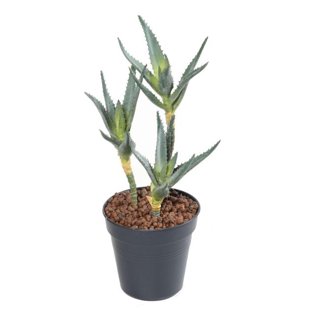 Aloe 3 Têtes