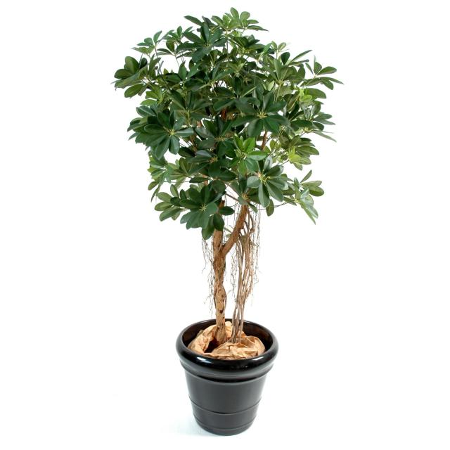 Schefflera Artificiel Baby TREE