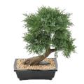 Bonsai Juniperus Artificiel