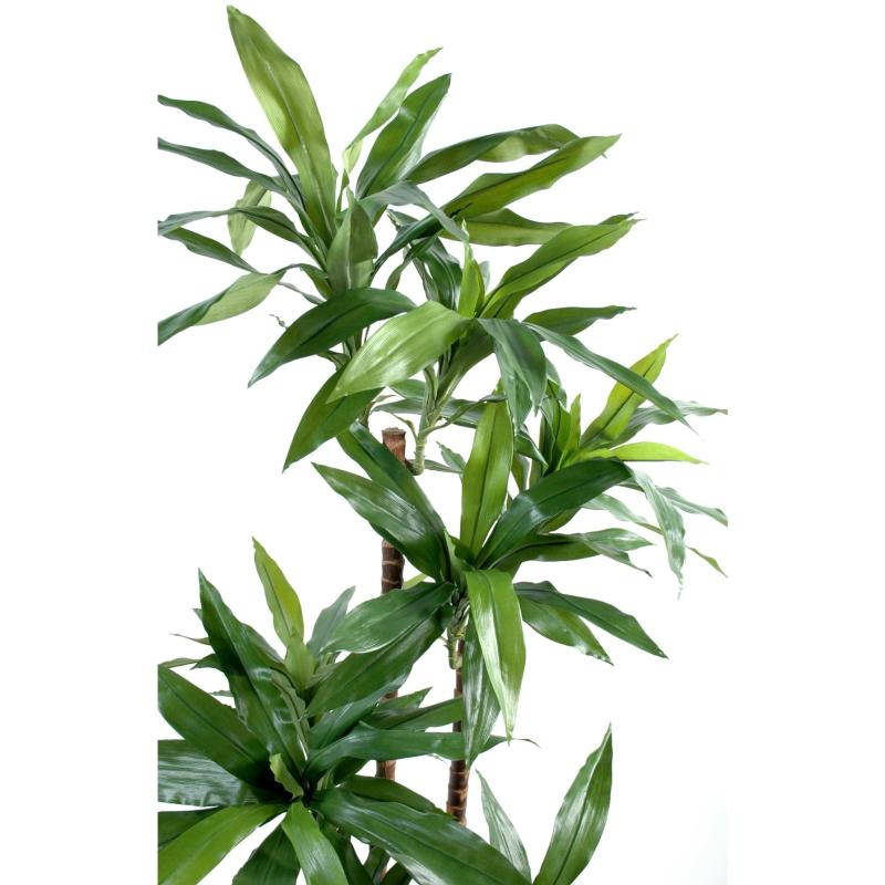 Drecena Artificiel Fragans "janet Craig"