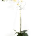 Phalaenopsis Artificielle 9