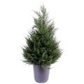 Cypres Juniperus Vert