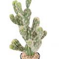 Cactus Artificiel Echinocereus