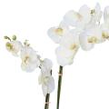 Phalaenopsis Artificielle Potted 85