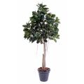 Rubber Plant Artificiel TREE S
