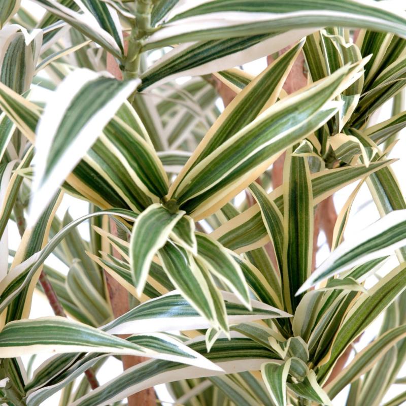 Dracaena Artificiel Reflexa