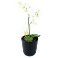 Phalaenopsis Artificielle Double