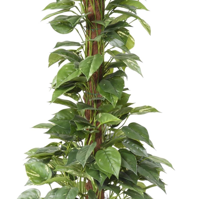 Pothos Artificiel Tuteur