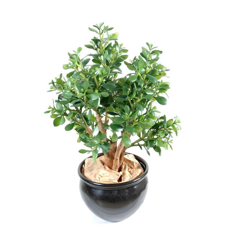 Crassula Artificiel Large