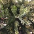 Sapin Artificiel Grandis