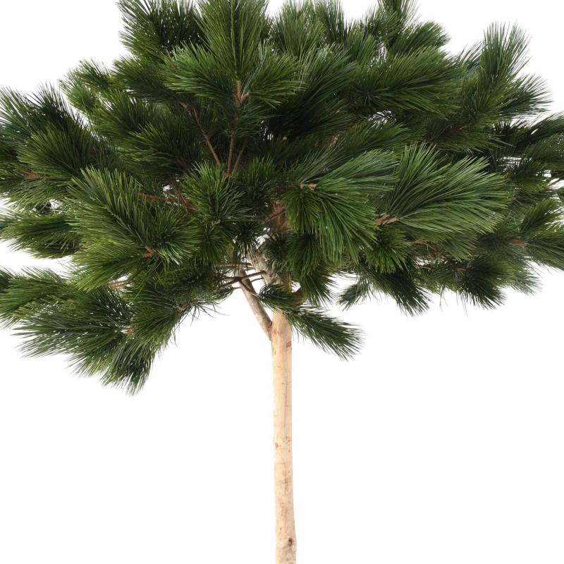 Pin Artificiel Umbrella