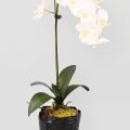 Phalaenopsis Artificielle Motte 85