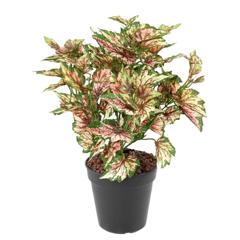 Begonia Artificiel Rex