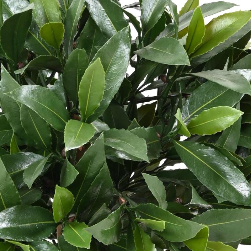 Laurier Artificiel Boule Nobilis