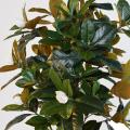 Magnolia Artificiel