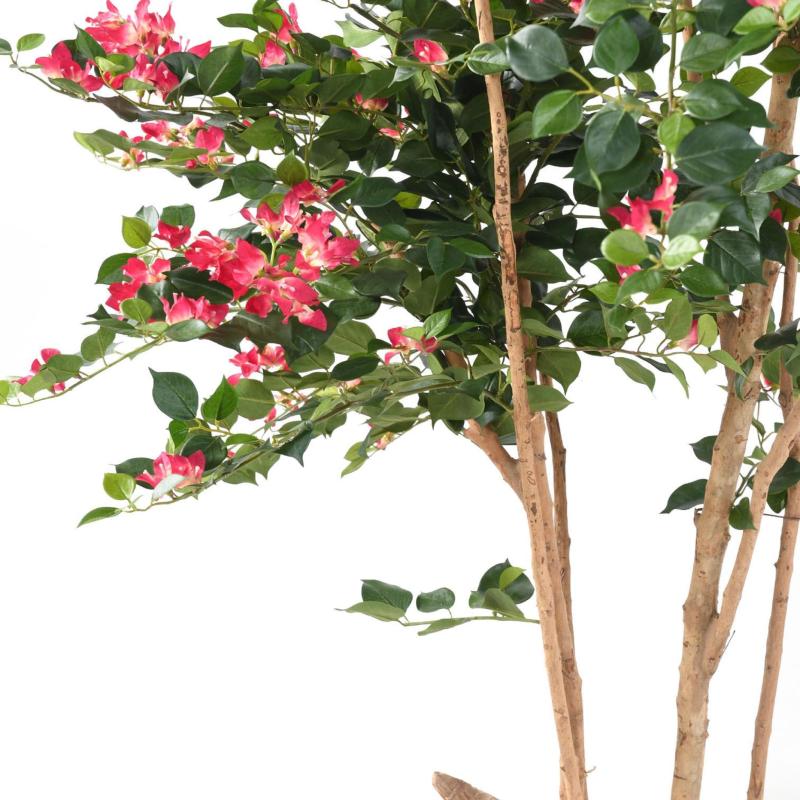 Bougainvillée Artificiel Root