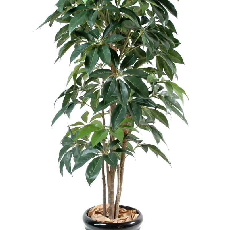 Schefflera Artificiel Amata