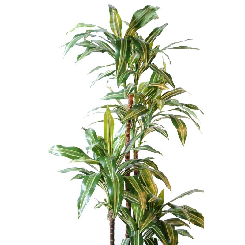 Dracaena Artificiel Fragrans *4