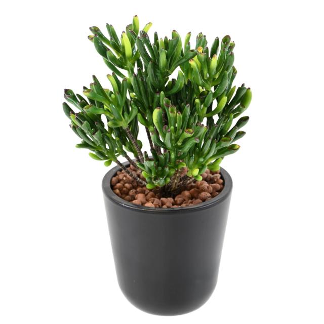 Succulente Artificielle Corail
