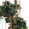 Ficus Panda NEW Artificiel
