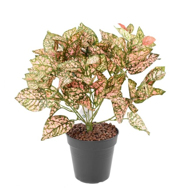 Coleus Artificiel