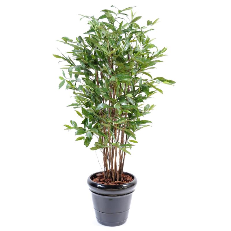 Dracena Artificiel Surculosa