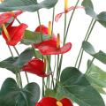 Anthurium Artificiel *9 en Pot