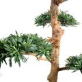 Podocarpus Artificiel Nuage Large