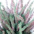 Bruyère Artificielle Large en Pot