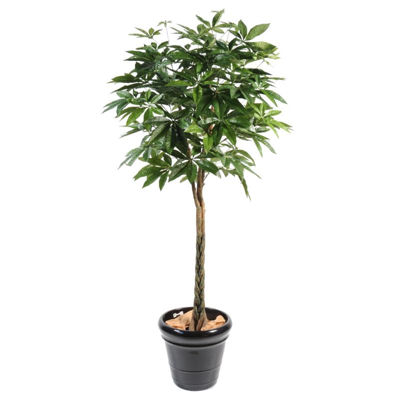 Pachira Artificiel