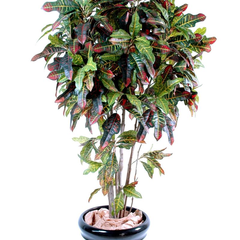 Croton Artificiel