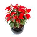 Poinsettia Artificiel Rouge