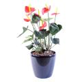 Anthurium Artificiel 50 CM