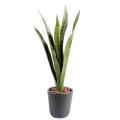 Sansevieria Artificiel Piquet MM