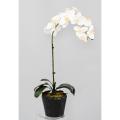 Phalaenopsis Artificielle Motte 60