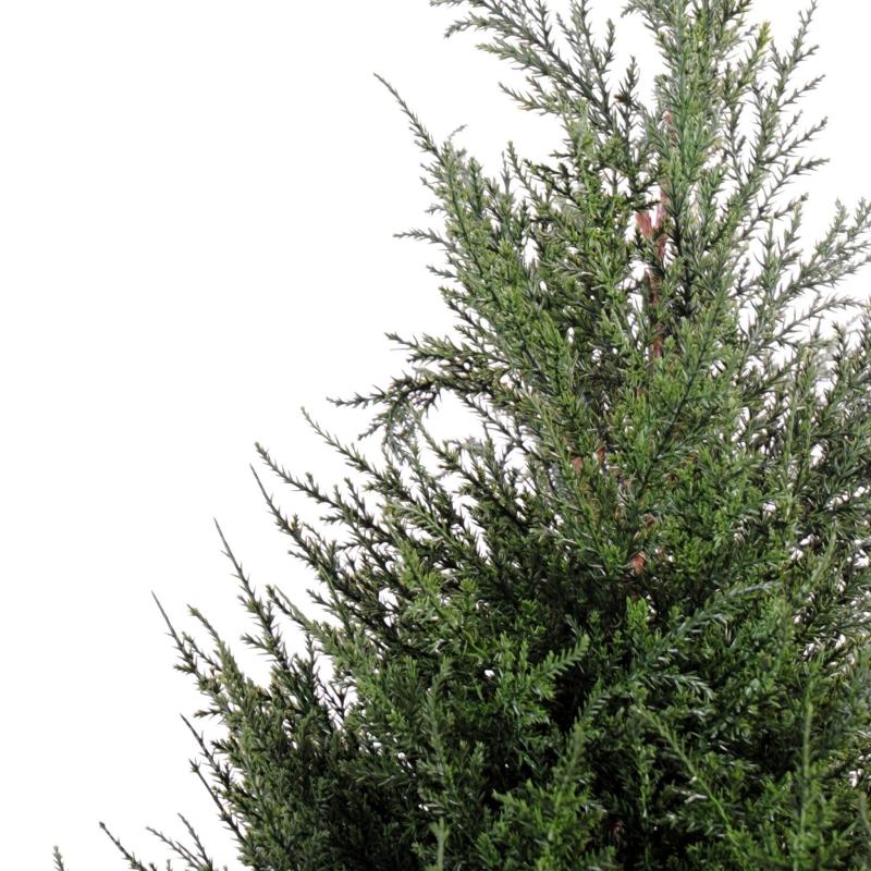 Cypres Juniperus Vert