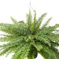 Fougere Artificielle Boston Geant en Pot