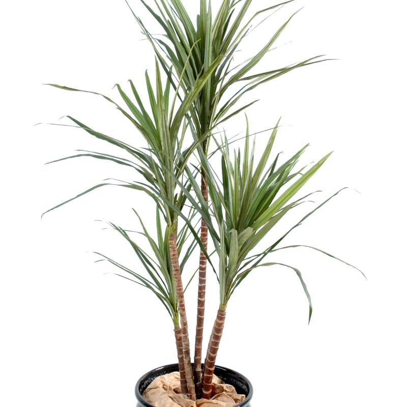 Dracena Artificiel Marginata