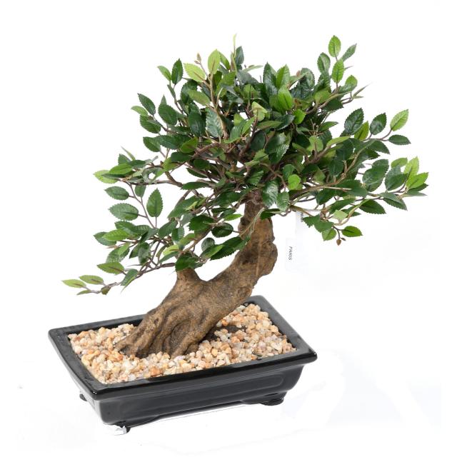 Orme Bonsai Artificiel