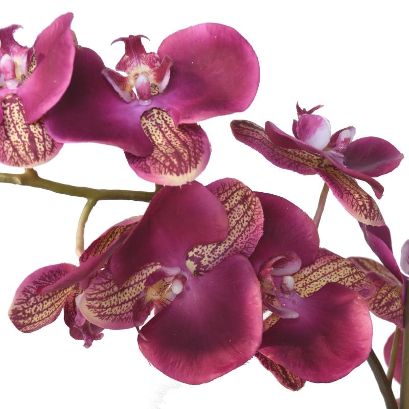 Phalaenopsis, Orchidée en Pot Céramique