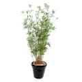 Bambou Artificiel Multitree Oriental